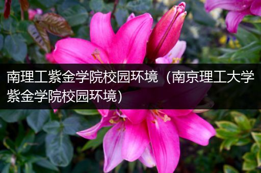 南理工紫金学院校园环境（南京理工大学紫金学院校园环境）