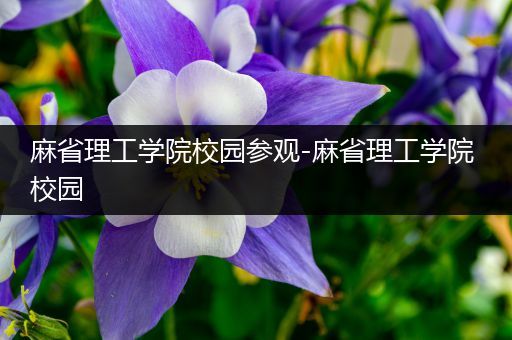 麻省理工学院校园参观-麻省理工学院 校园