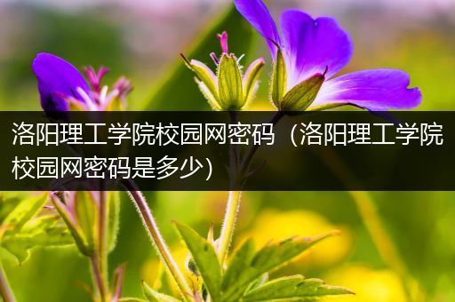 洛阳理工学院校园网密码（洛阳理工学院校园网密码是多少）