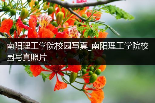 南阳理工学院校园写真_南阳理工学院校园写真照片
