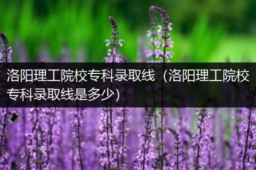 洛阳理工院校专科录取线（洛阳理工院校专科录取线是多少）