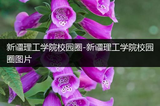 新疆理工学院校园圈-新疆理工学院校园圈图片