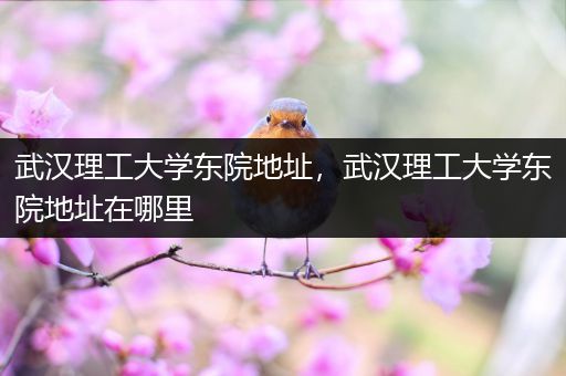 武汉理工大学东院地址，武汉理工大学东院地址在哪里