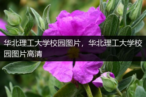 华北理工大学校园图片，华北理工大学校园图片高清