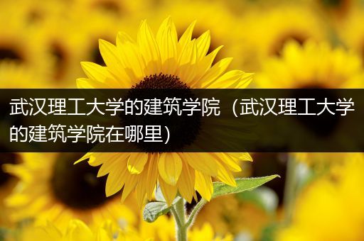 武汉理工大学的建筑学院（武汉理工大学的建筑学院在哪里）