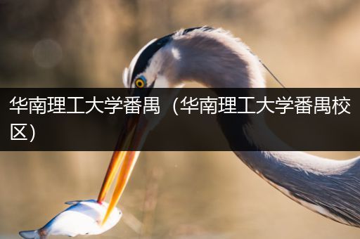 华南理工大学番禺（华南理工大学番禺校区）