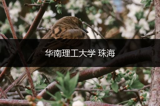华南理工大学 珠海